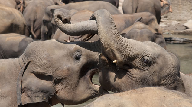 Elephant orphanage