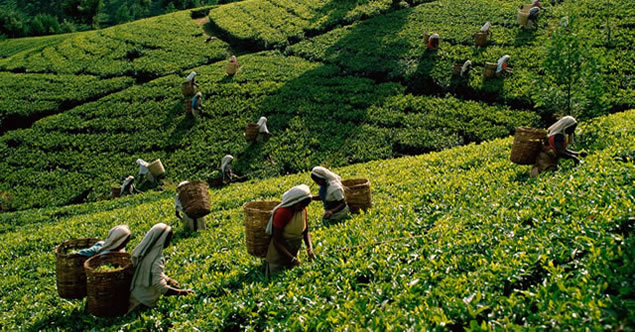 Nuwara Eliya